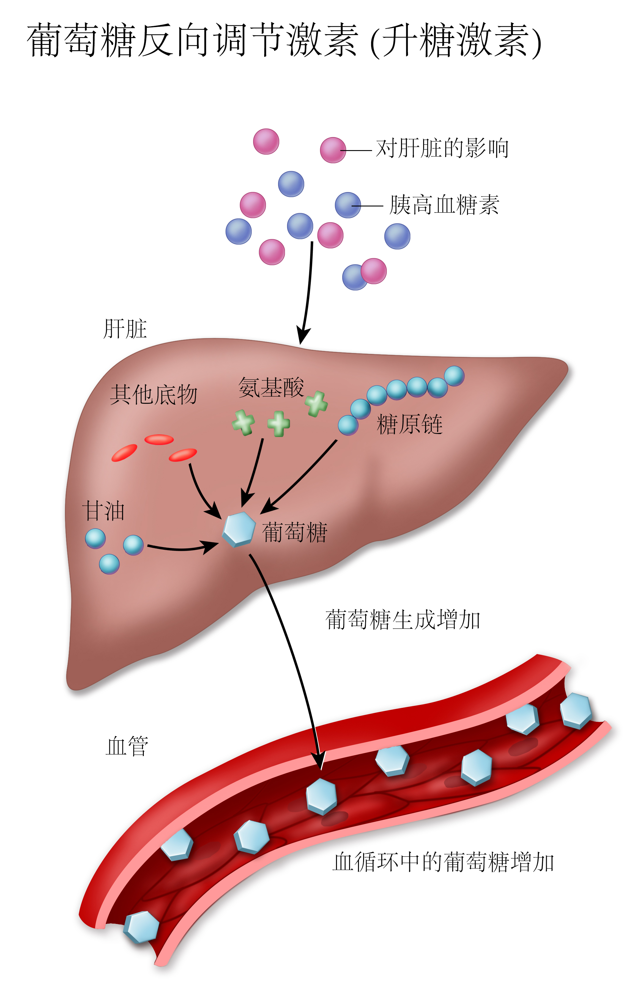 Glucose counter-regulatory hormones: effect on the liver