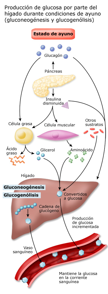 Producción de glucosa por parte del hígado durante condiciones de ayuno