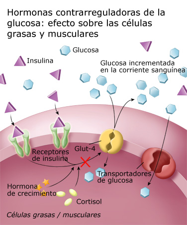 ... contrarreguladoras de la glucosa: efecto sobre la grasa y músculos