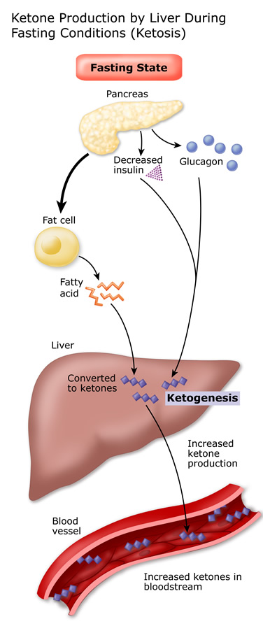 What Are Ketones