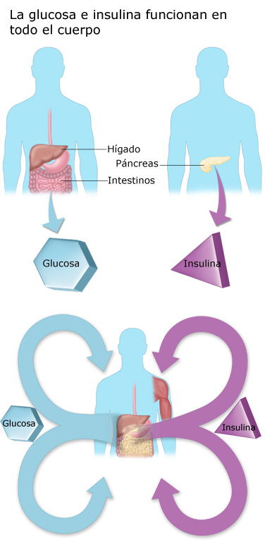 La insulina y glucosa trabajan en todo el cuerpo