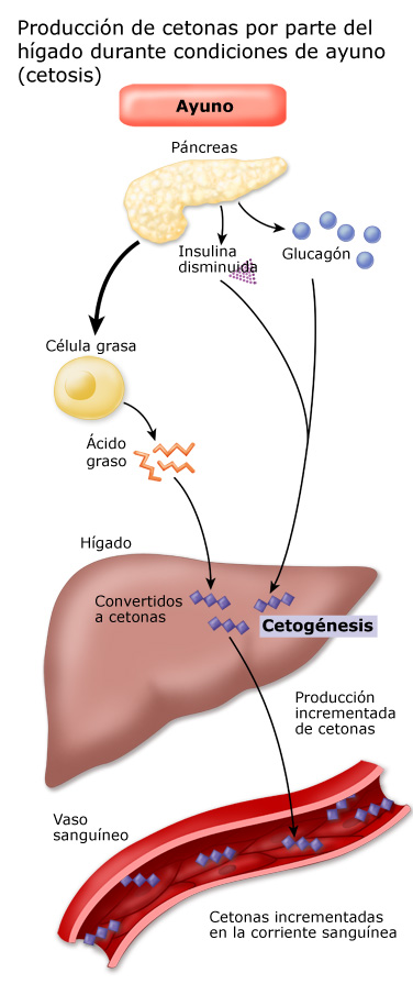 Producción de cetonas por parte del hígado durante condiciones de ayuno
