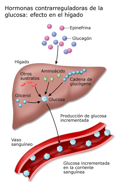 Hormonas contrarreguladoras de la glucosa: efecto sobre el hígado