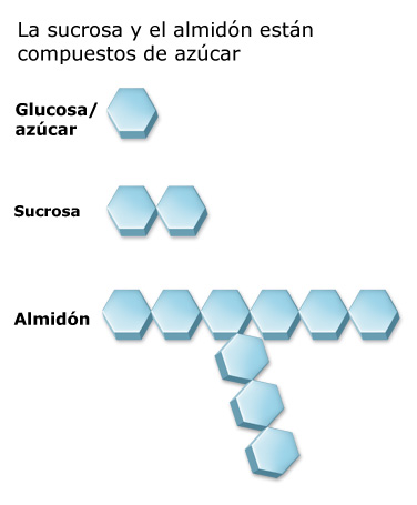 La sucrosa y el almidón están compuestos de glucosa