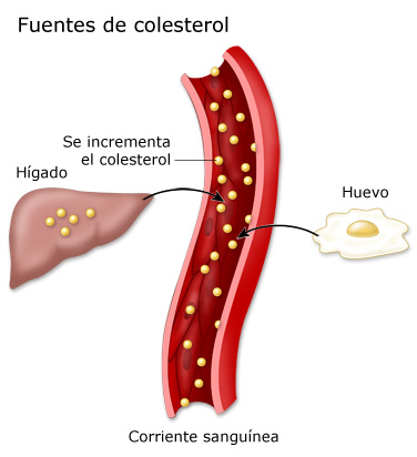 Origen del colesterol en el cuerpo