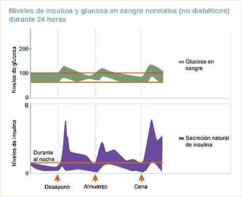 Niveles de glucosa en sangre y de insulina normales (no diabéticos) durante 24 horas