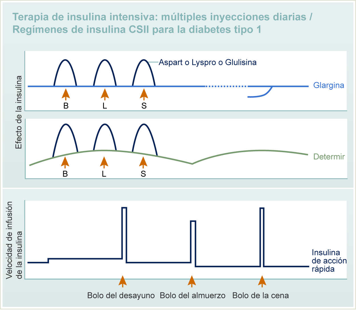 Terapia intensiva de insulina: Cuadro de efecto de la insulina