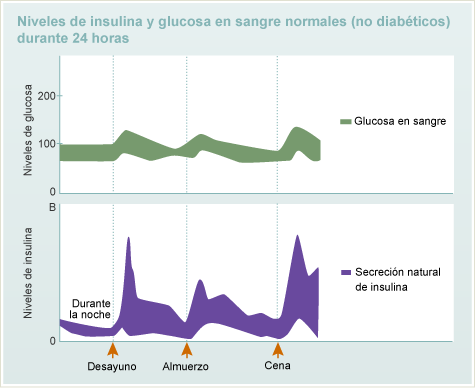 Niveles de glucosa en sangre y de insulina normales (no diabéticos) durante 24 horas