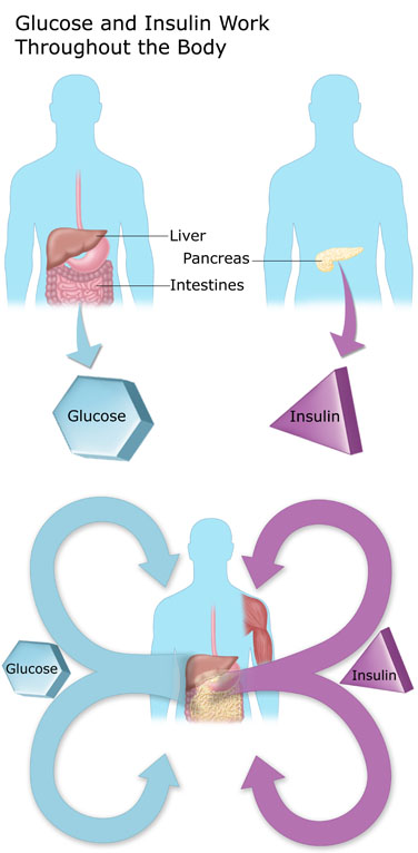 Insulin and Glucose work throughout the body