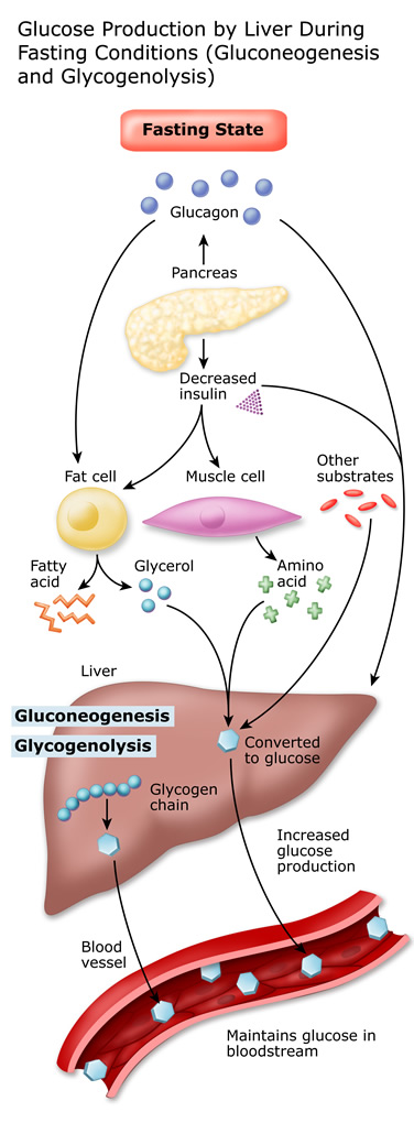Glucose production by the liver during fasting conditions