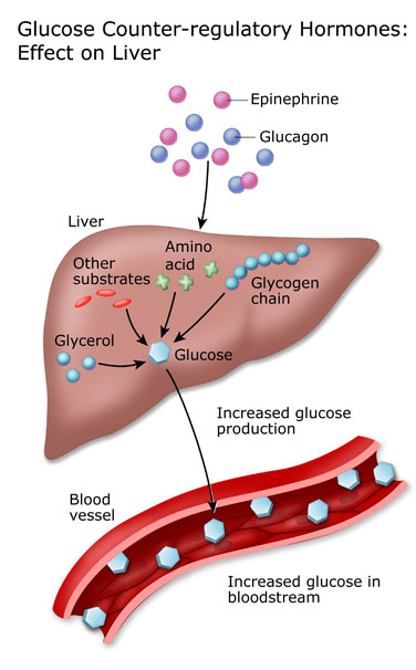 Glucose counter-regulatory hormones: effect on the liver