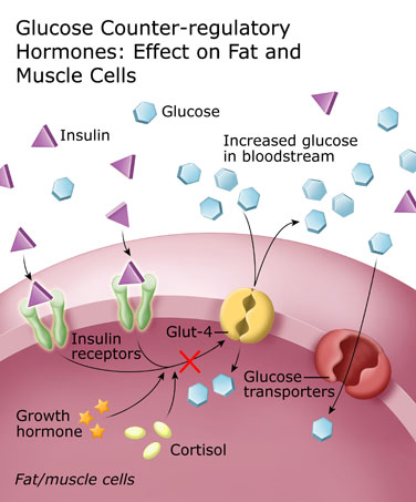 Glucose counter-regulatory hormones: effect on fat and muscle
