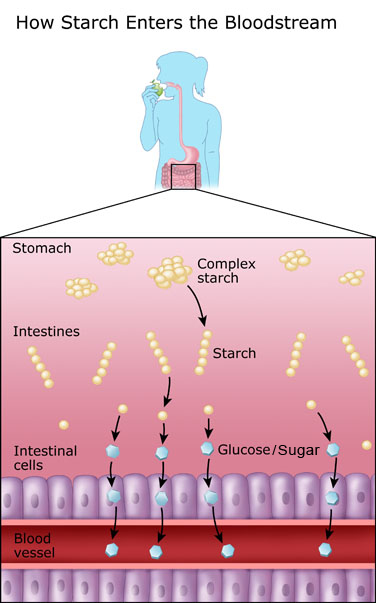 How starch enters the blood stream