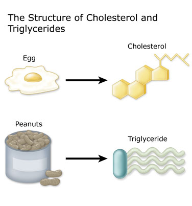 The structure of cholesterol and triglyceride