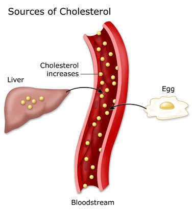 The source of cholesterol in your body