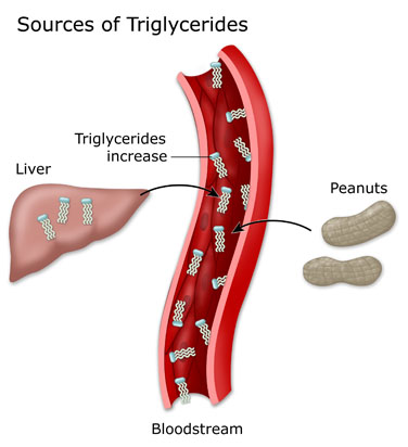The source of triglyceride in your body
